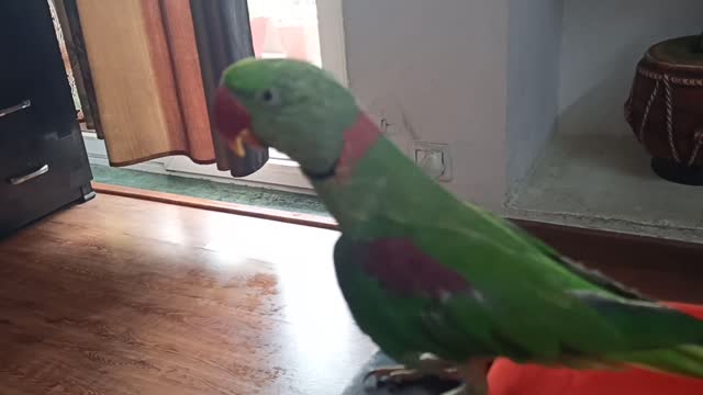 cute parrot saying bye bye