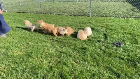 AKC Golden Retriever Puppies Available Now