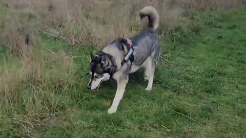 ❤️💙🖤🤎🐾🐺🐾🤎🖤💙❤️ #husky #siberianhuskies #dogsofinstagram