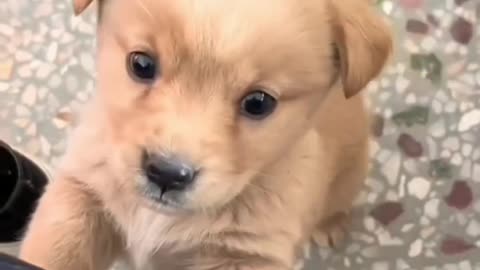 Cute puppy can bring smile🐶