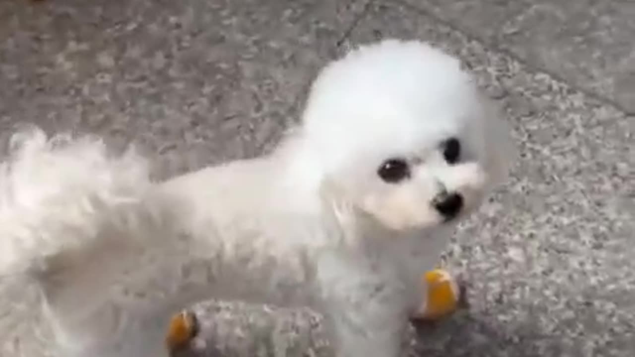 Wow very good dogs..