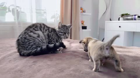 Funny cat reaction to puppies