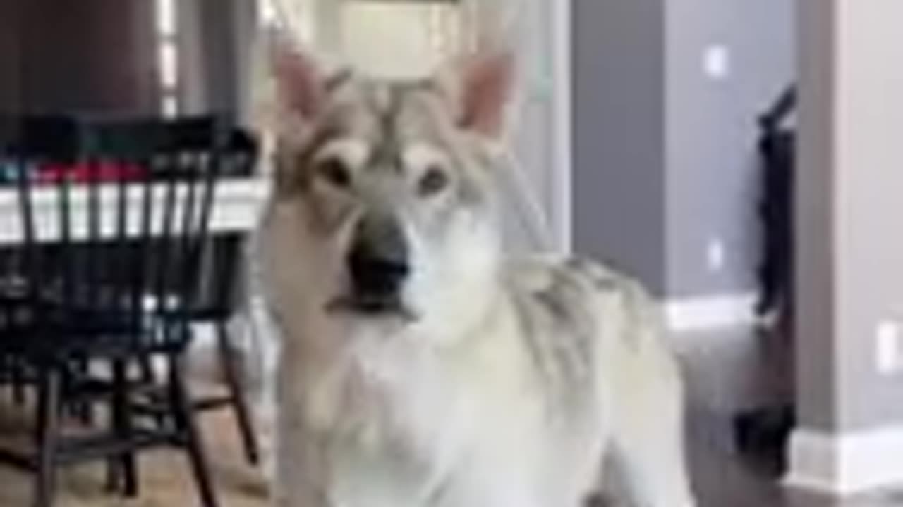 TOP 10 dog's (Canine) Varieties That Seem to be Wolves
