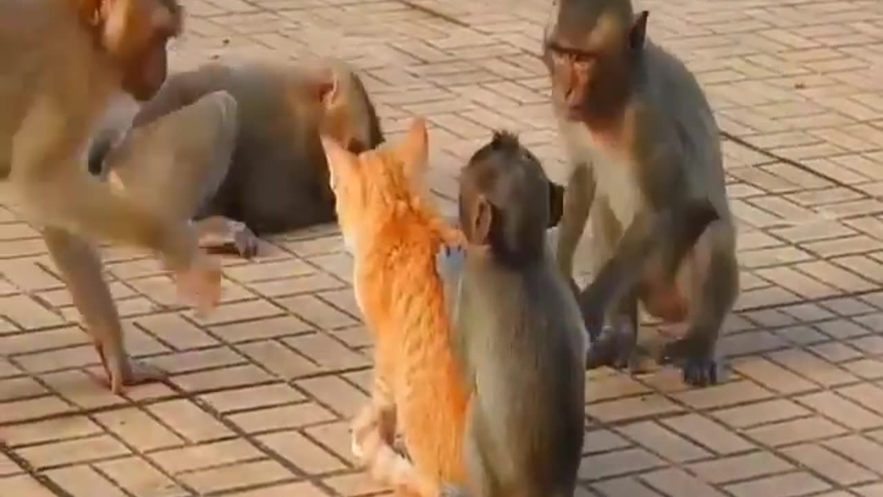 Animals funny moments video