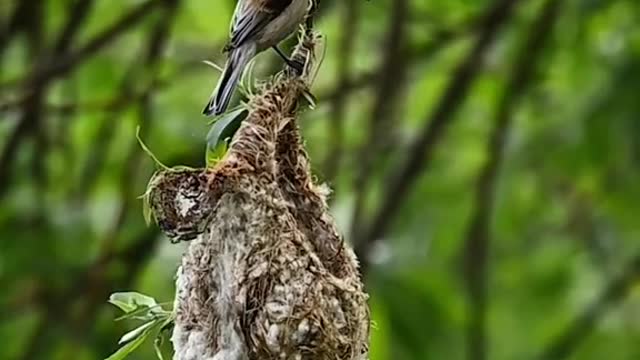 White-crowned climbing sparrow