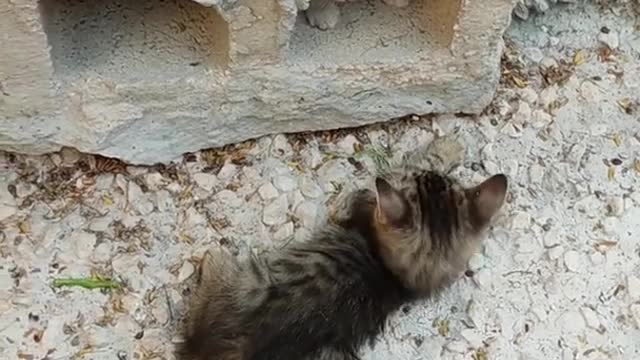 Kitten's fights