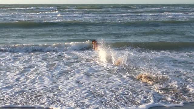 Funny Dog in the Sea