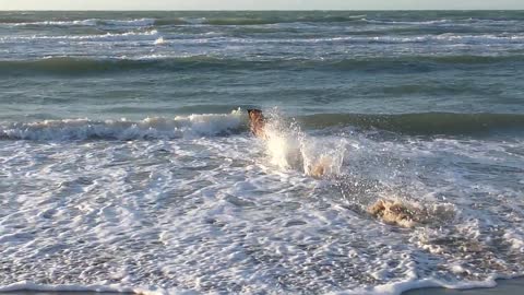 Funny Dog in the Sea