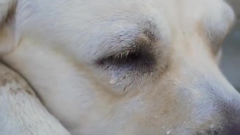 A Good dog saves blind Mam