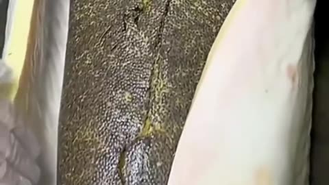Caviar harvest