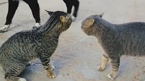 Cat quarrel to other cat