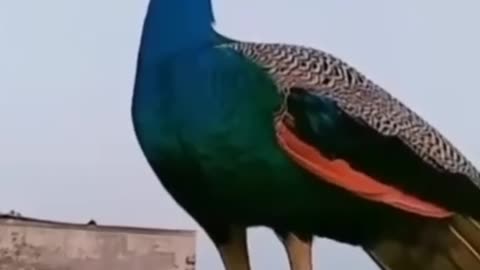 Peacock sounds