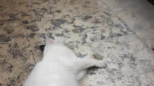 kitty traditional moves to call husband for marriage