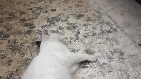 kitty traditional moves to call husband for marriage