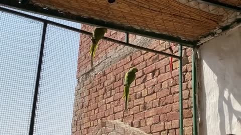 Green parrot ka Pair Ageap11