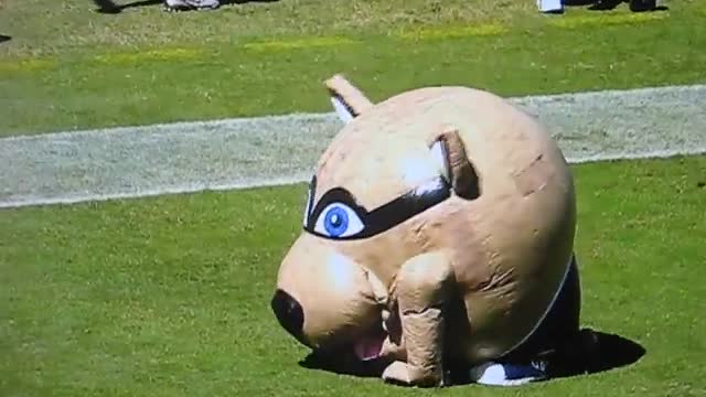 Mascot Eats Cheerleader - Tennessee Titans' T-RAC devours blonde