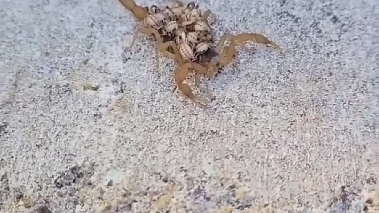 Scorpion death by its babies