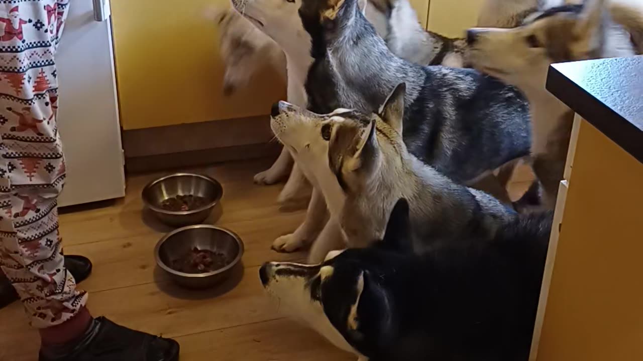 Busy Breakfast Time in a House Full of Huskies