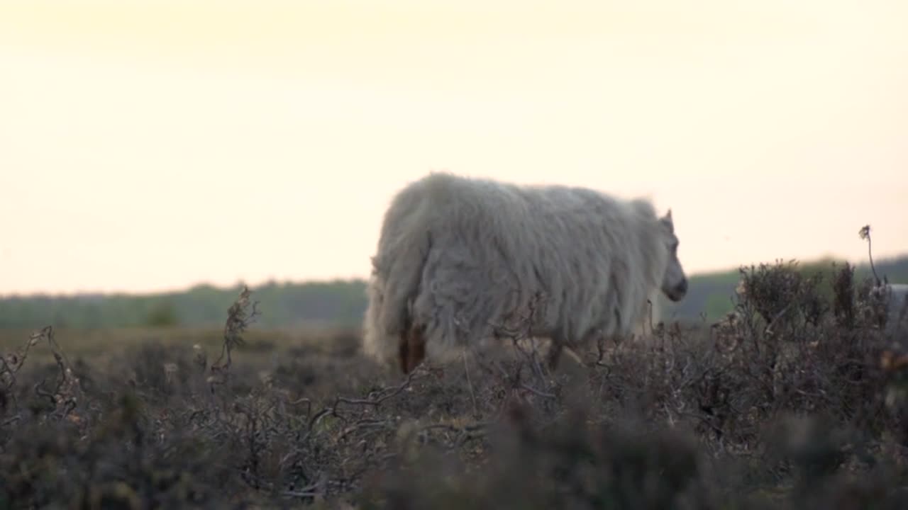 Lamb Farm Animal Sheep free stock video.