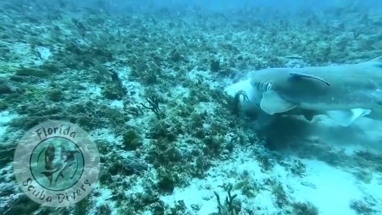 Never seen in the wild...Nurse Shark Mating capture by Florida Divers
