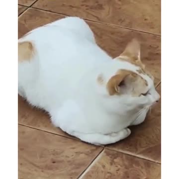 Cara Perawatan Kucing Japanese Bobtail#shorts