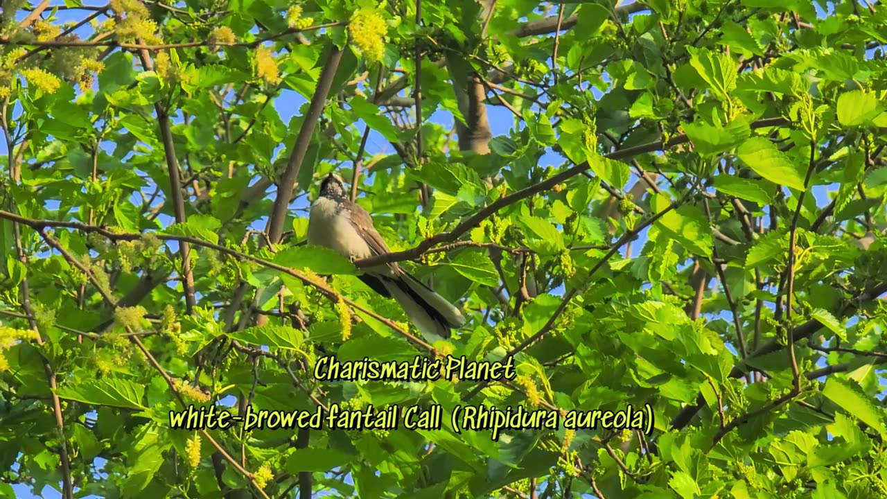 White-browed fantail flycatcher Call