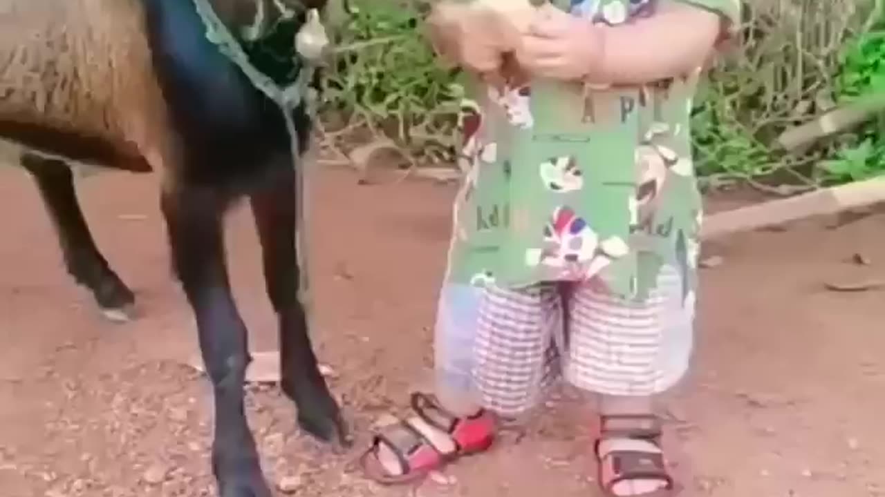 "Nature's Playmates: Baby and Baby Goat's Endearing Encounters"