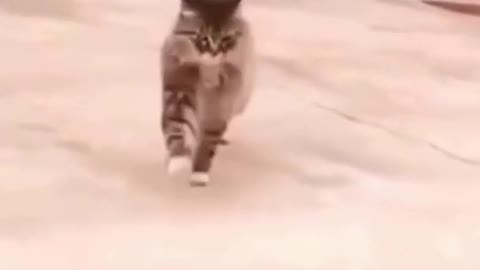 cute and funny cat walks very stylish, watch till the end!!