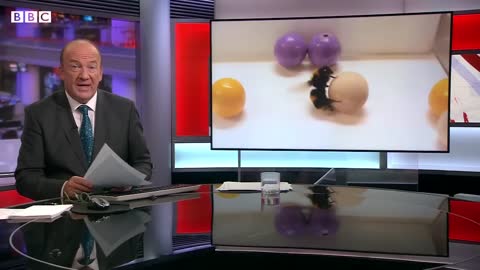 Bumblebees enjoy playing with balls, according to study – BBC News