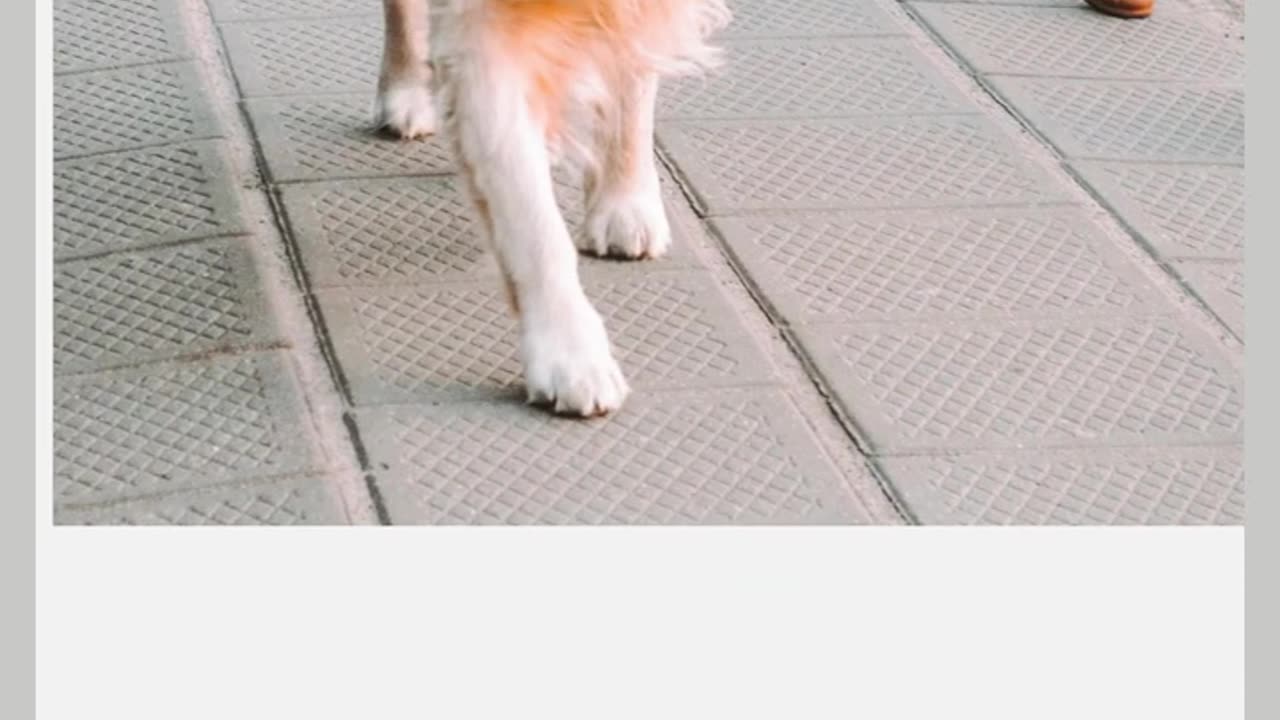 Dogs