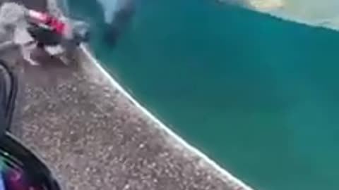 Perrito jugando con delfín 🐶🐬, no te vayas sin dejar tu