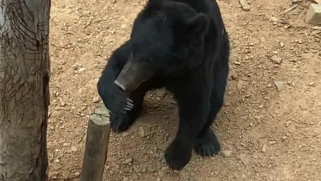 black bears