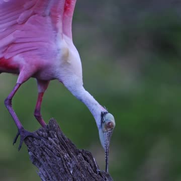 See the beautiful bird 🕊️