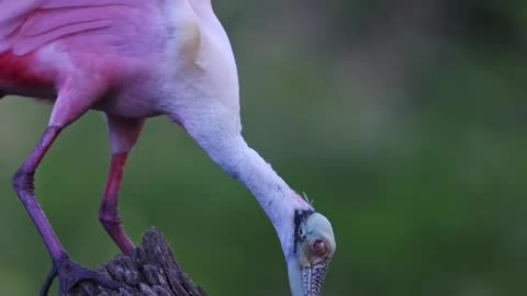 See the beautiful bird 🕊️