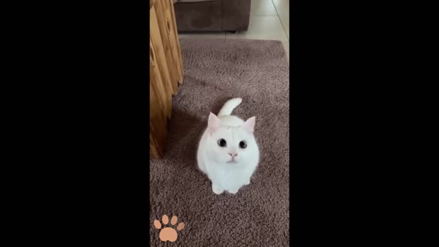 Cute funny pussy cat 2021