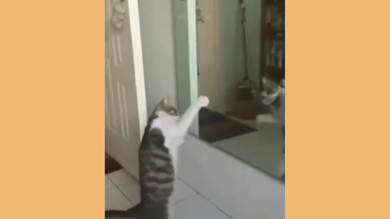 Funny animal video part 1