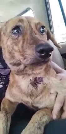 A Poor Street Dog was shot right into his Throat!