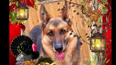 Woofs & Wags Thanksgiving 2022