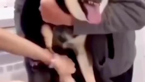 Fear of the Doctor - Fearful Dogs videos - Funny videos #Shorts