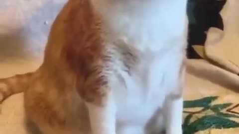 Funny Cats and Dogs || Must watch || Can't just can't hold your laugh :)