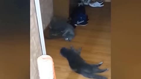 ! Funny videos for cats and dogs !
