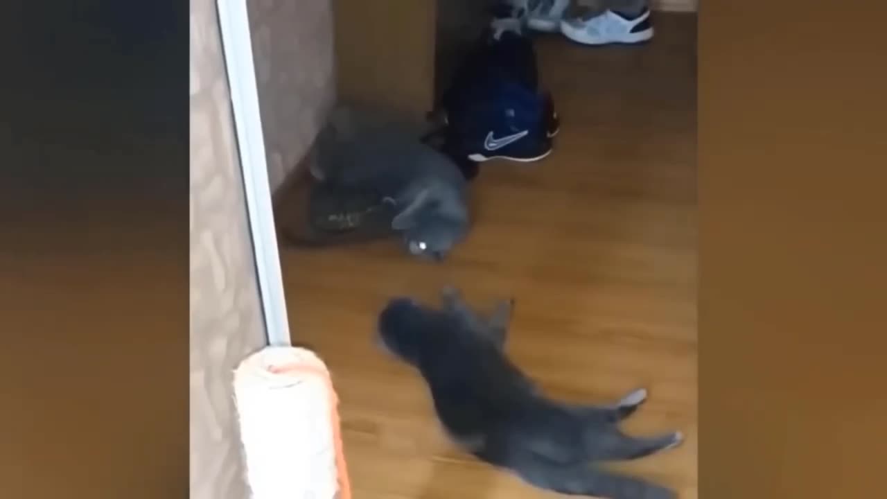 ! Funny videos for cats and dogs !