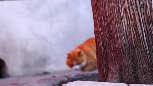 An orange cat ran into a hole in the wall