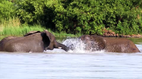 Elephant swimming in the water