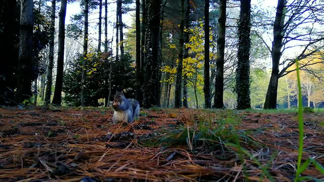 Squirrel Animal Nature Rodent Chipmunk Creature