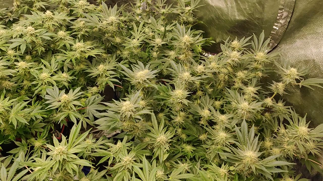 Day 35 from flip Fire OG x Alien Rift, Blackberry x Hammer