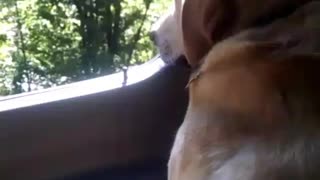 Senior Labrador makes a perfect copilot.