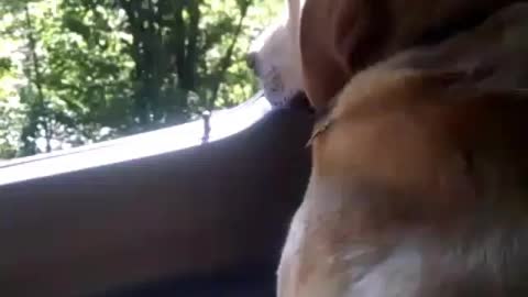 Senior Labrador makes a perfect copilot.