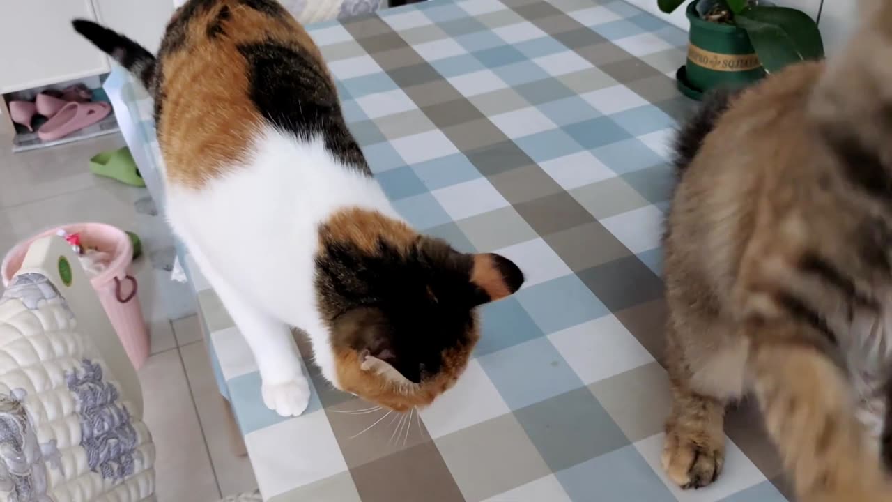 Human give me Food.......!!!