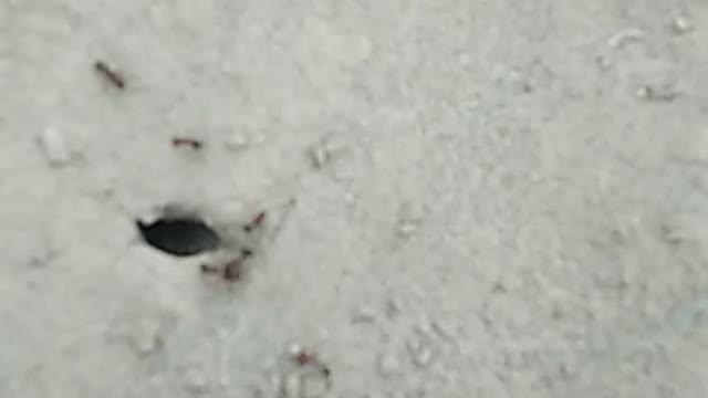 Wildlife biggest 🐜 ants
